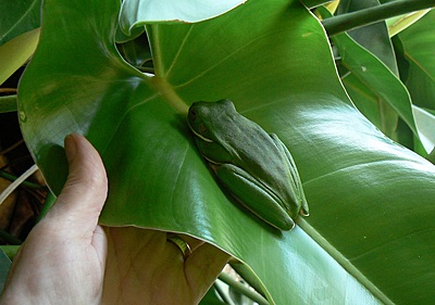Giant white-lipped treefrog